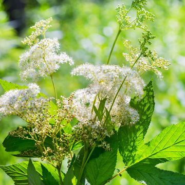 Filipendula ulmaria, Reine des Près