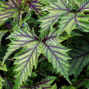 Filipendula Red Umbrellas