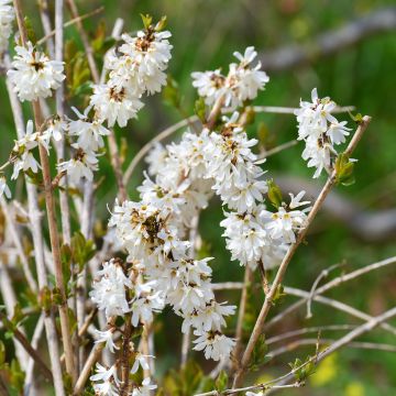 Abeliophyllum distichum - White Forsythia