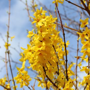 Forsythia intermedia