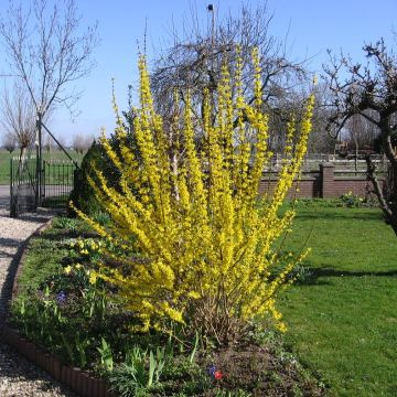 Forsythia (x) intermedia Lynwood