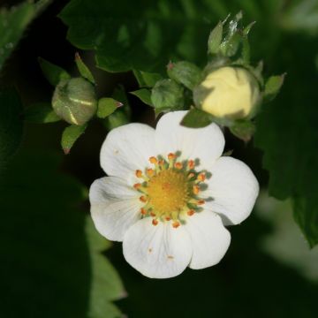 Fragaria rubicolia Mont Omei