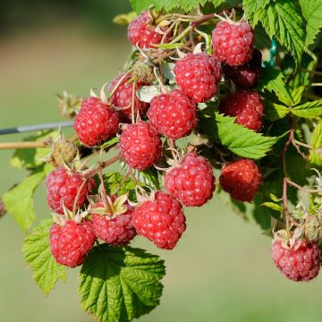 Rubus idaeus (Twotimer) 'Allyouneed'