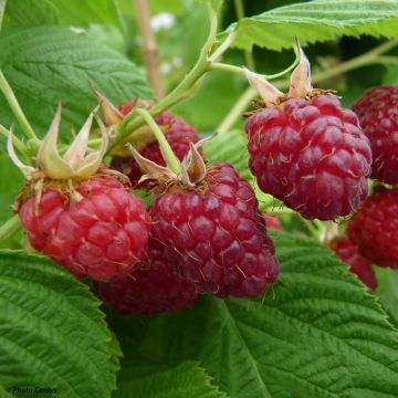 Raspberry Little Red Princess- Rubus idaeus