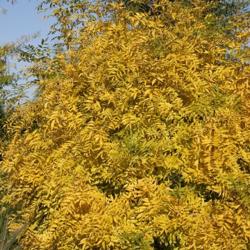 Fraxinus excelsior Allgold - Common Ash