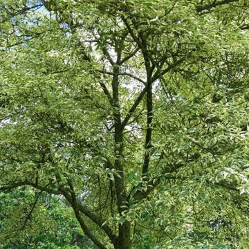 Fraxinus excelsior Argenteovariegata