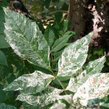 Fraxinus excelsior Crispa Variegata