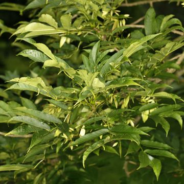 Fraxinus spaethiana - Ash