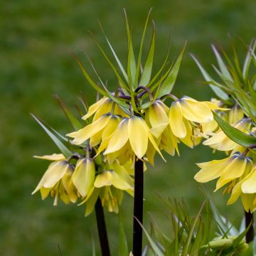 Fritillaria 'Early Sensation'