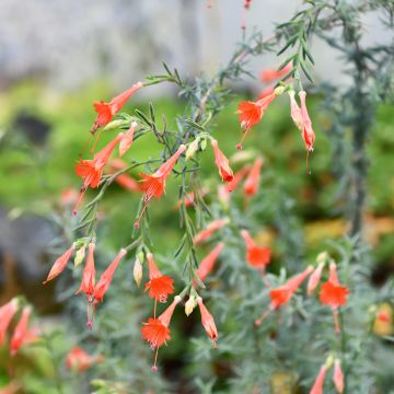 Zauschneria californica