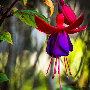 Fuchsia  Lady Boothby