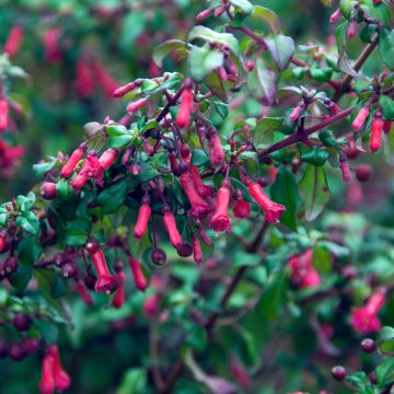 Fuchsia microphylla ssp. hemschleiana