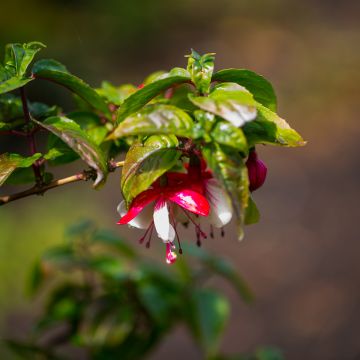 Hardy Fuchsia 'Madame Cornelissen'