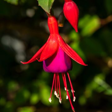 Fuchsia rustique Mrs Popple