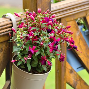 Fuchsia venusta Tom Thumb