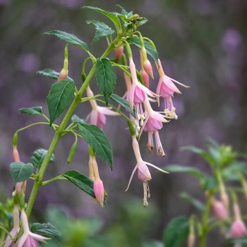 Fuchsia Whiteknights Pearl