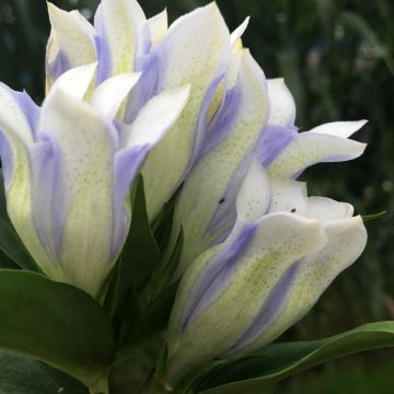 Gentiana  Crystal Ashiro®