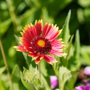 Gaillarde, Gaillardia grandiflora Kobold