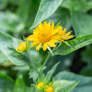 Gaillarde, Gaillardia aristata Maxima Aurea