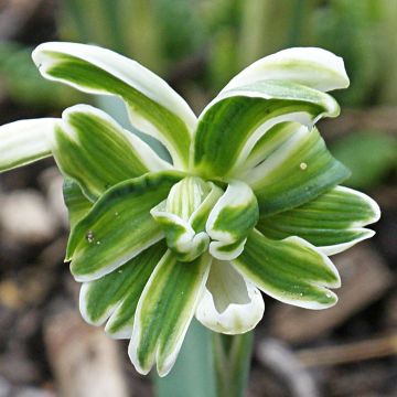 Galanthus nivalis f. pleniflorus Blewbury Tart - Double Snowdrop