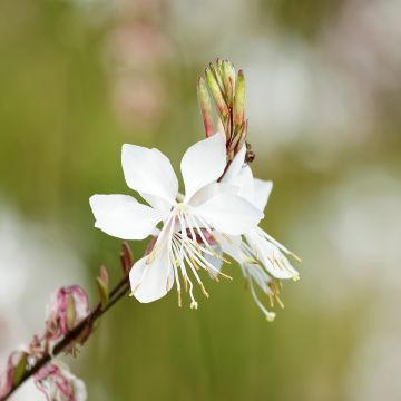 Gaura lindheimeri Blanche - Gaura de Lindheimer 