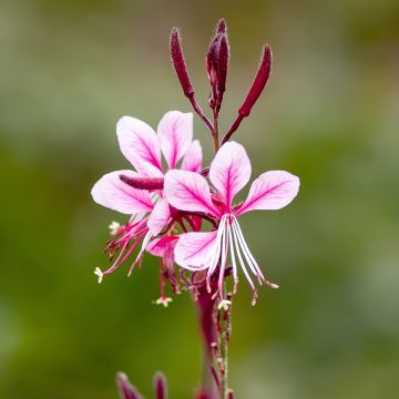 Gaura lindheimeri Cherry Brandy - Gaura de Lindheimer rose vif