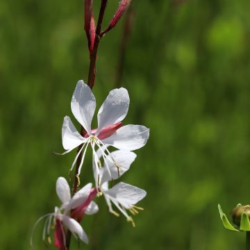 Gaura lindheimeri Elegance - Pearl Pink Lindheimer's Gaura