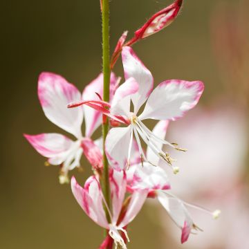 Gaura lindheimeri Freefolk Rosy 