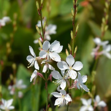 Gaura lindheimeri blanche Snowstorm