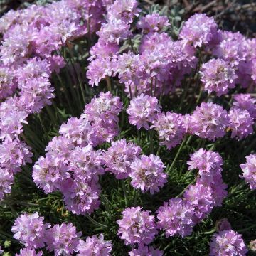 Gazon d'Espagne, Armeria juniperifolia Bevan s Variety