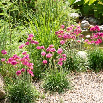 Armeria maritima Düsseldorfer Stolz - Sea Thrift