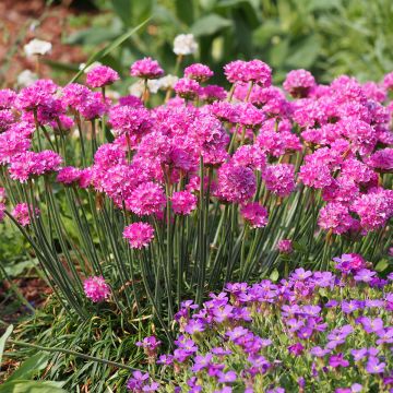 Gazon d'Espagne Vesuv - Armeria maritima Vesuv