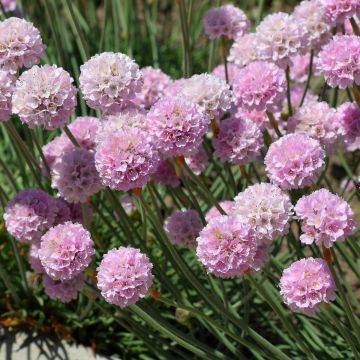 Gazon d'Espagne rose, Armeria Maritima Rosea