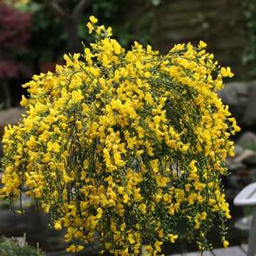 Cytisus scoparius Golden Tears