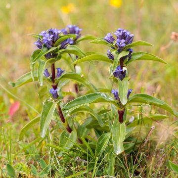 Gentiana cruciata - Gentiane croisette