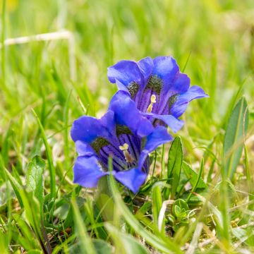 Gentiana acaulis - Gentiane acaule - Gentiane des Alpes