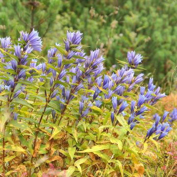 Gentiane asclépiade -  Gentiana asclepiadea