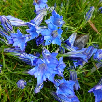 Gentiane sino-ornata bleue à floraison automnale, Gentiana