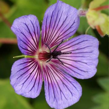 Geranium x sanguineum Anne's Family® Carol Anne - Bloody Crane's-bill