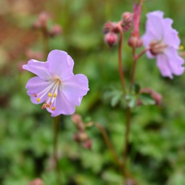 Géranium vivace dalmaticum Bressingham Pink - Géranium vivace de Dalmatie rose