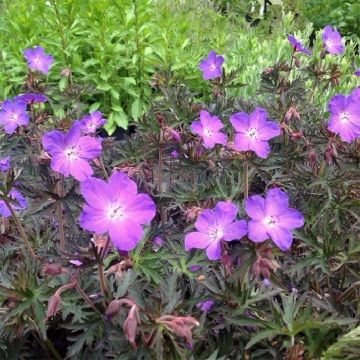 Geranium pratense Femme Fatale