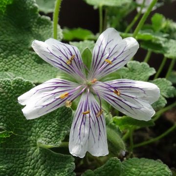 Geranium renardii