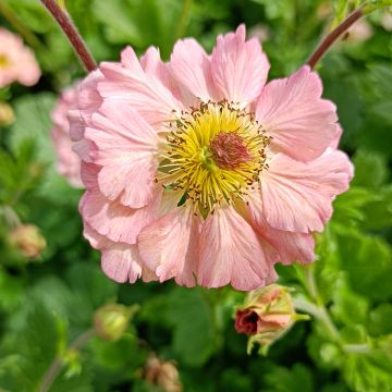 Geum rivale Mai tai