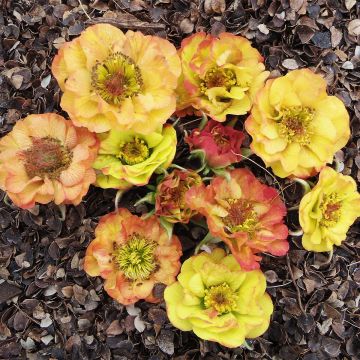 Geum Tutti Frutti