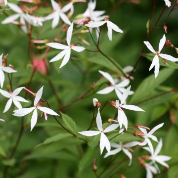 Gillenia trifoliata