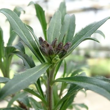 Erysimum Constant Cheer - Wallflower