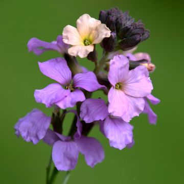 Giroflée arbustive - Erysimum Jenny Brook