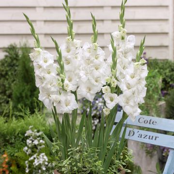 Gladiolus x grandiflorus Blondy - Sword Lily