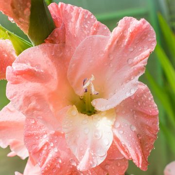 Gladiolus x grandiflorus Blushed look  - Sword Lily