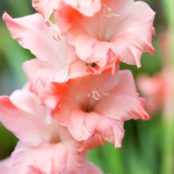 Gladiolus x grandiflorus Careless - Sword Lily